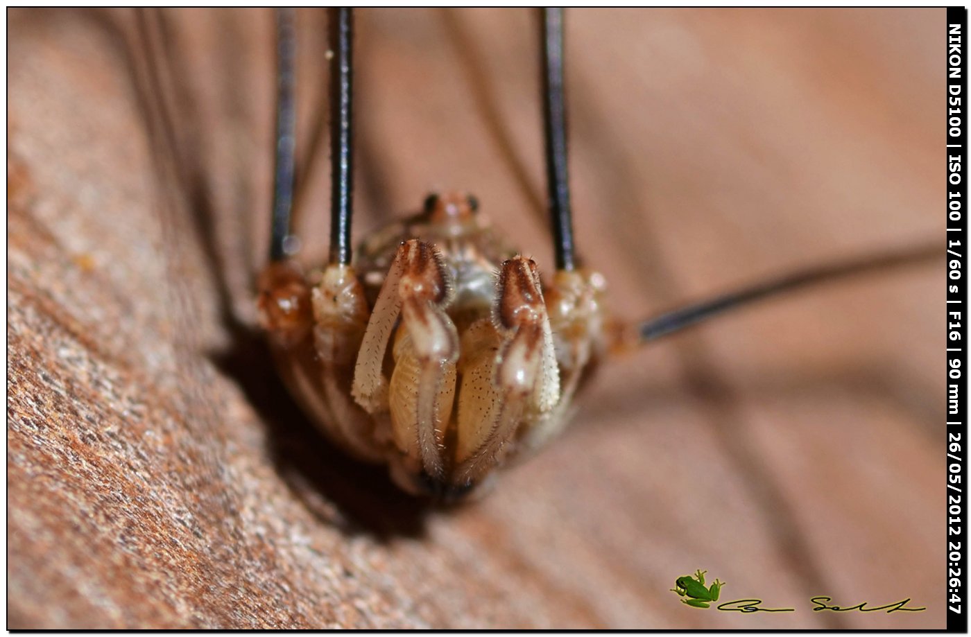 Dasylobus argentatus dal Lago di Baratz 131